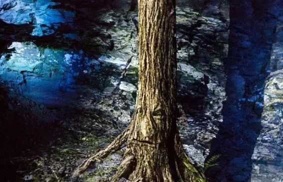 加拿大奇幻森林,加拿大魔法森林风景