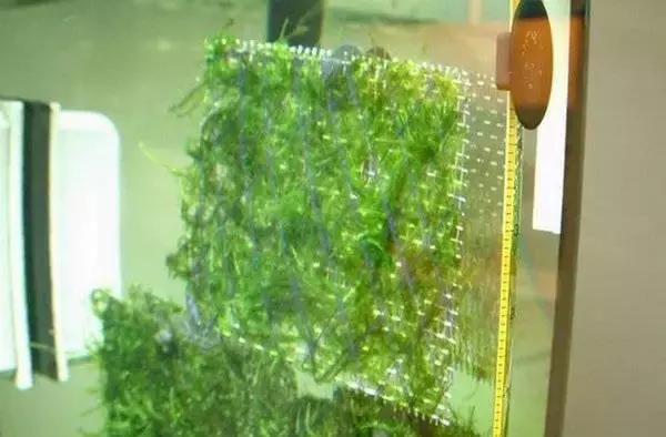 垂泪莫斯和三角莫斯火焰莫斯,莫斯水草球做法