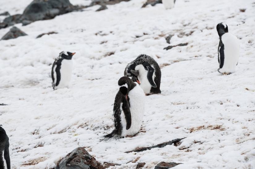 camel骆驼羽绒企鹅联名,camel骆驼邀请好友
