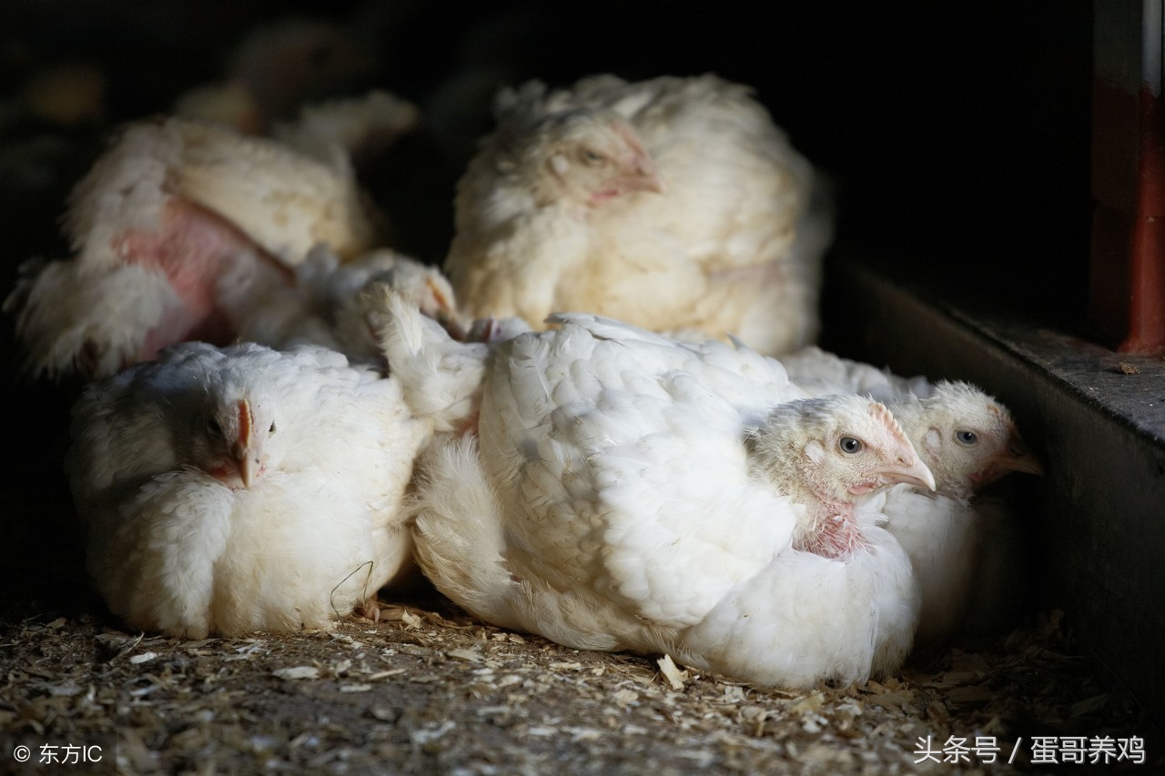 鸡得了滑液囊还能继续养吗,鸡得了滑囊炎还能治好吗