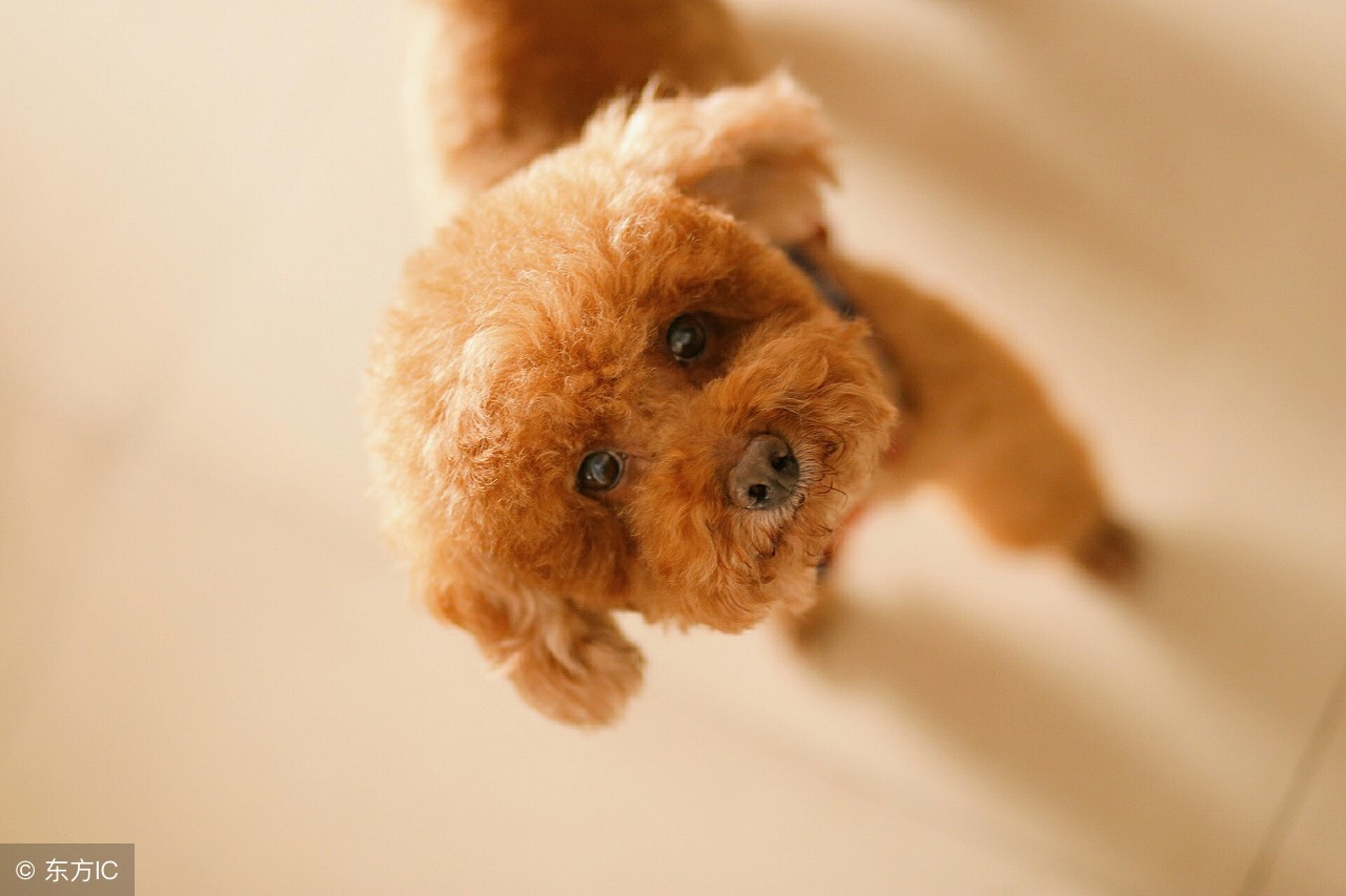 一个多月的泰迪吃什么有营养,泰迪刚生小狗应该怎么补营养