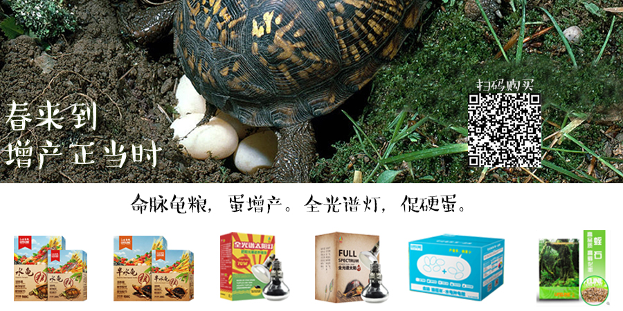 我滴个龟龟,我滴龟龟什么意思