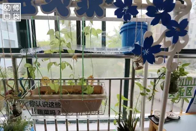 幼儿园春天植物角摆台,幼儿园植物角创意布置图片大全集