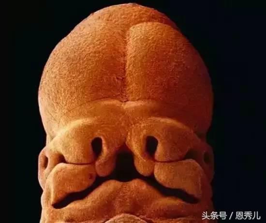 摄影大师花费10年,用镜头记录精子与卵子结合并发育成长的过程!