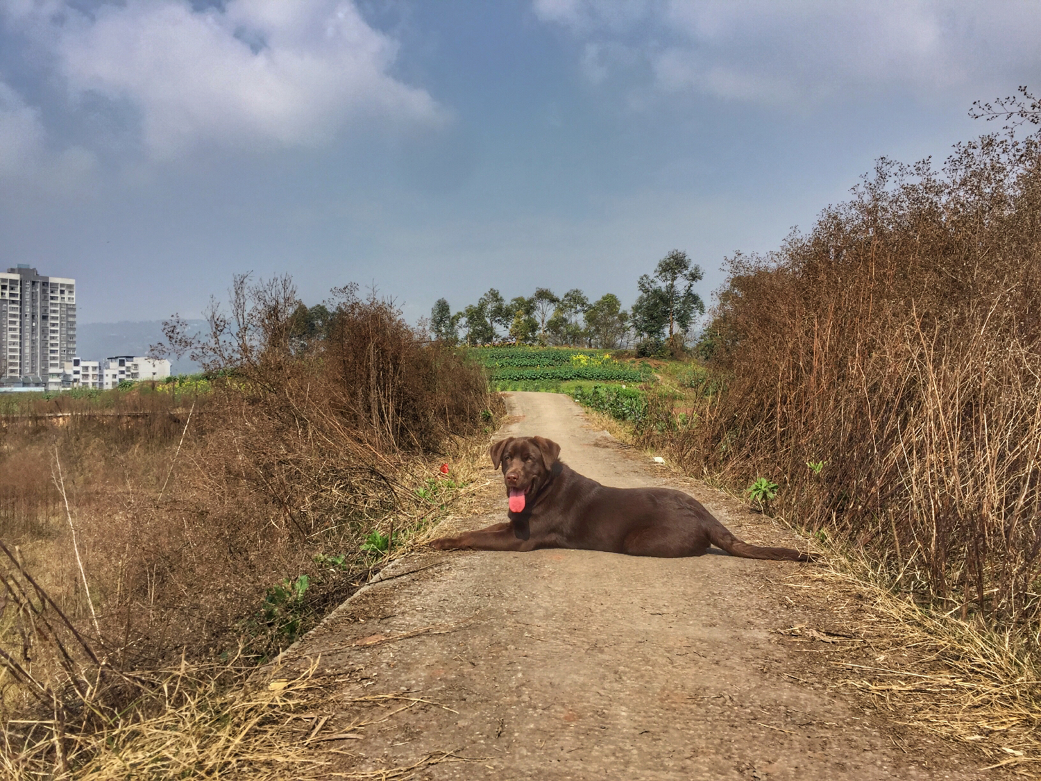 狗的生肖和年份对照表,狗的生长周期