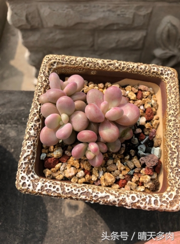 只有养过多肉的人才明白的事,其实多肉也没想象中那么好养