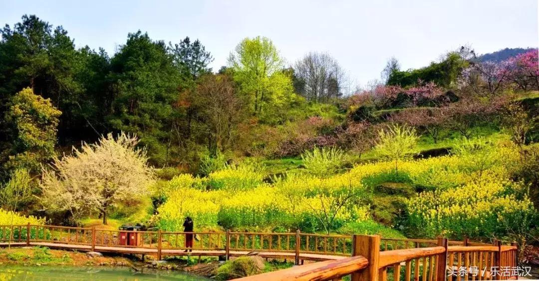 武汉春游两日游攻略大全,武汉春游适合去哪里玩