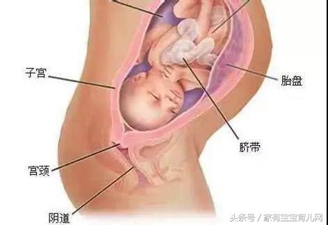 多少周胎盘成熟度到一级,产检单成熟度