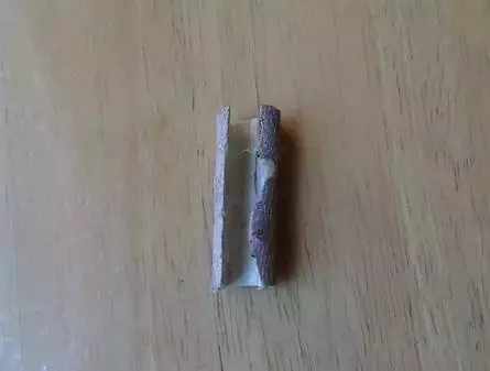 米兰花养殖方法米兰夏天能暴晒吗,米兰花怎样养又粗又壮