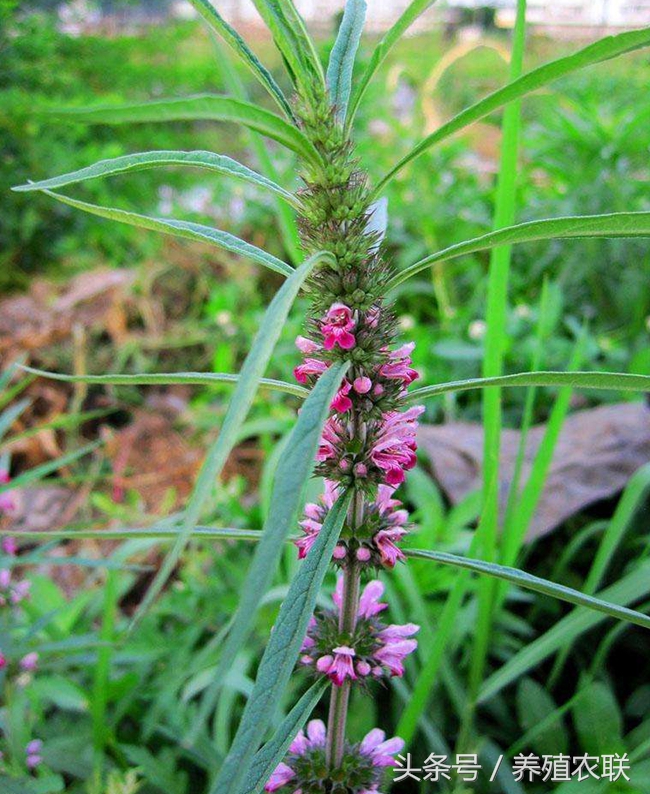 益母草治疗什么病的效果最快,益母草治疗瘀血体质
