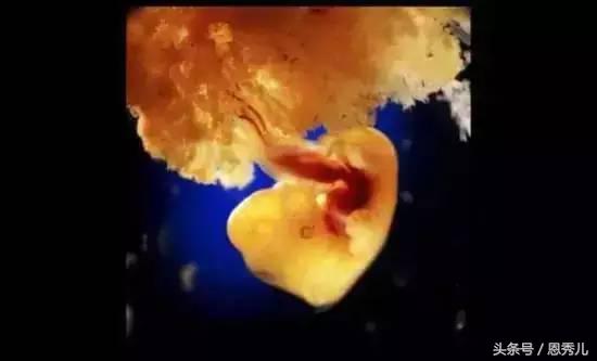 摄影大师花费10年,用镜头记录精子与卵子结合并发育成长的过程!