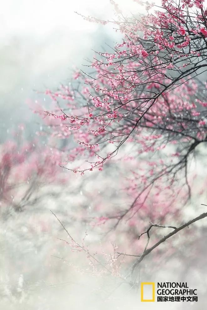 错过需再等一年！来南京看万株梅花海“淡粉宫妆”！