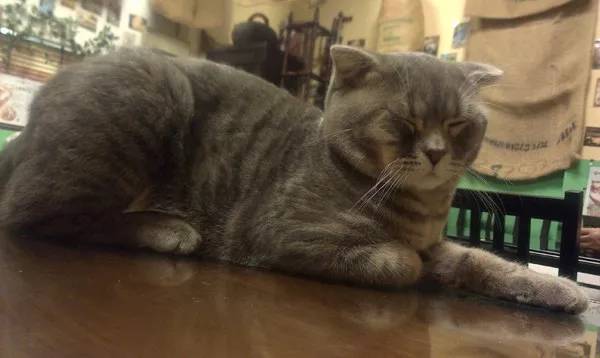 听说你骨折了，要不要我的猫给你治一下？