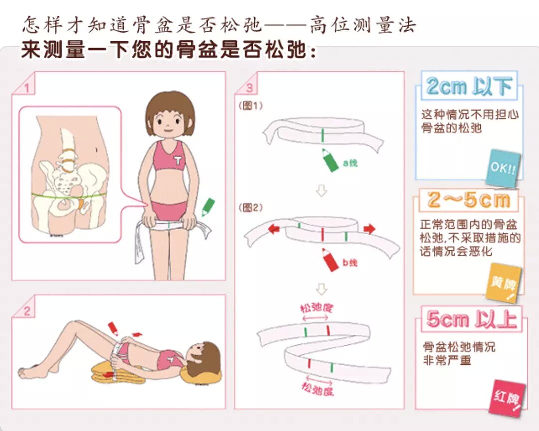 盆底肌和尿道括约肌的关系3d图解,盆底肌知识全解