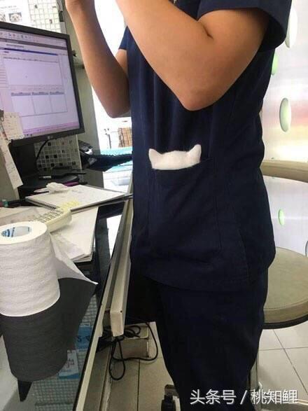 萌化了！网友上班带猫被误认为手机壳，简直是爆红的口袋猫同款