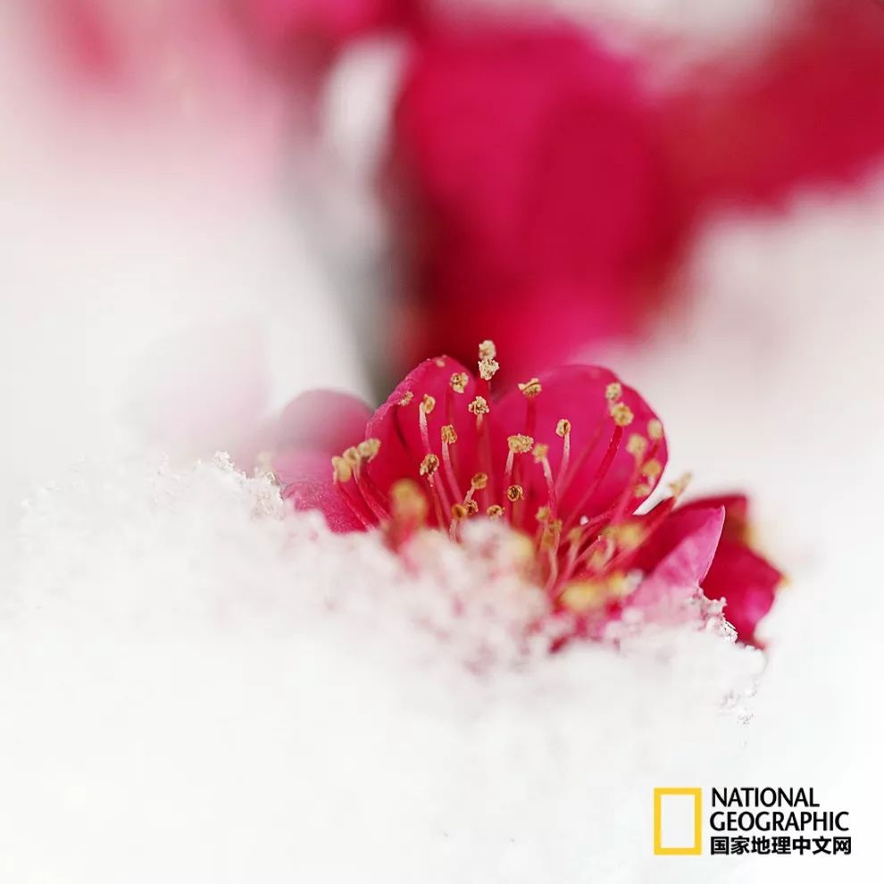 错过需再等一年！来南京看万株梅花海“淡粉宫妆”！