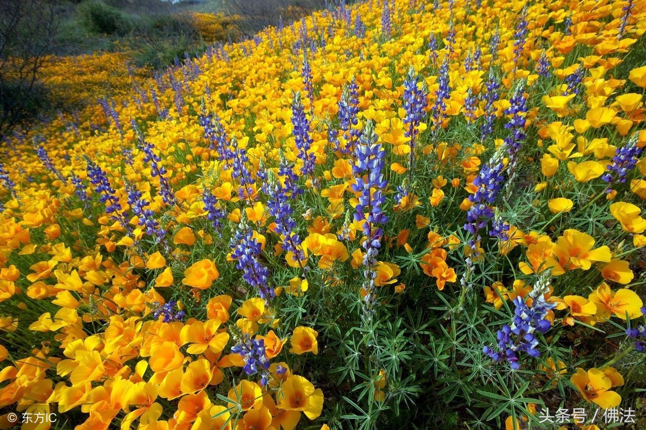 佛教为什么称自己是无神论者呢,佛教是无神论为什么还有佛像