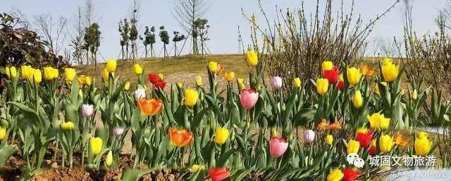 万物复苏春暖花开适合去玩的地方,花开的季节大家快来看风景