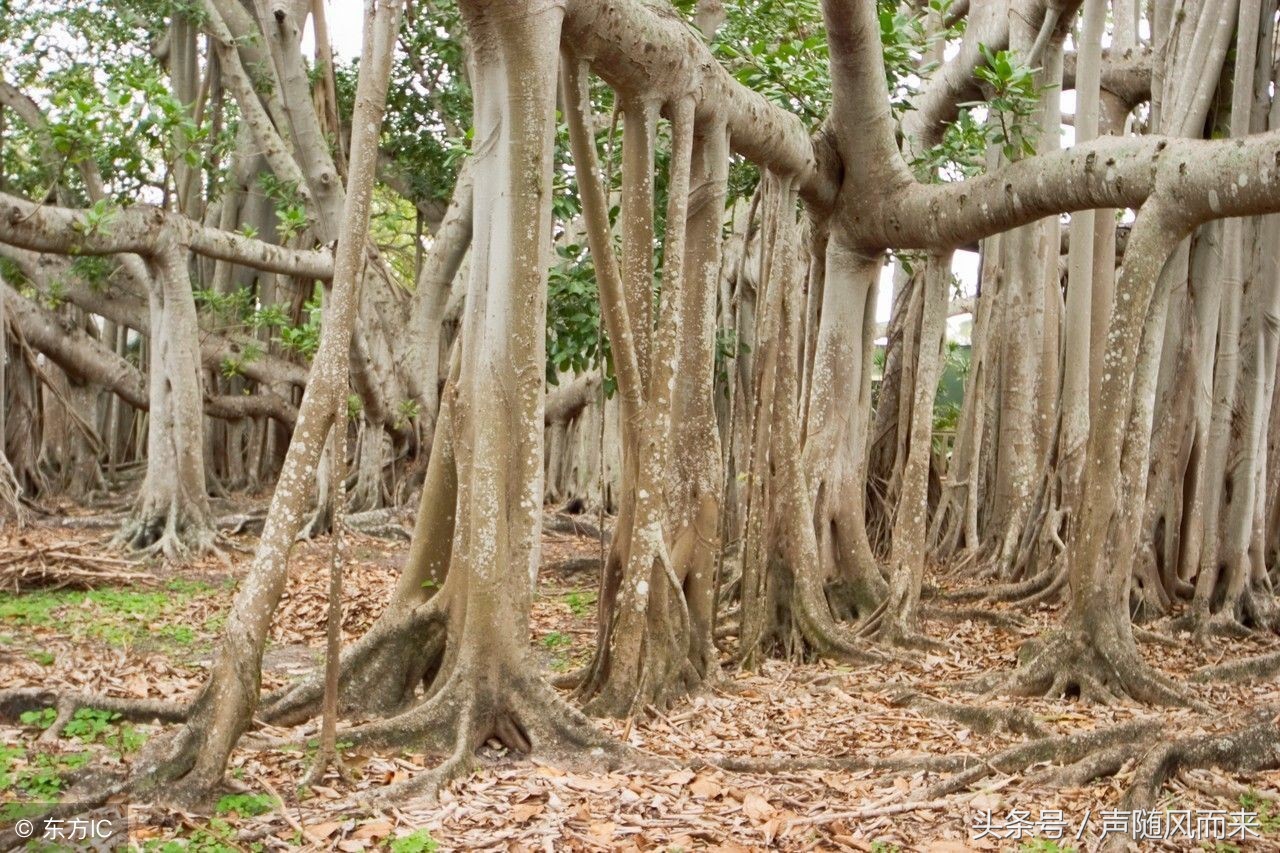 1959年12月出生的属猪人晚年运势,属猪人生于几月不好