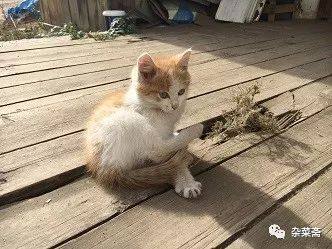 贝加尔湖寻游记,贝加尔湖的清晨和贝加尔湖畔