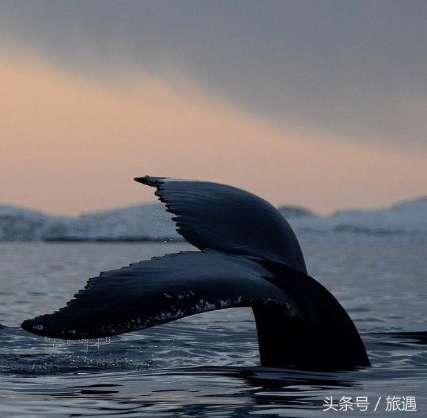 特罗姆瑟虎鲸图片,特罗姆瑟北极游