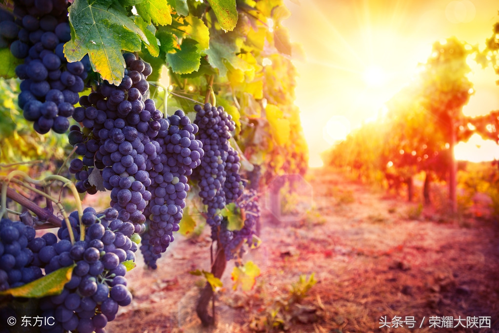 怎样区分“拉菲”“拉菲传奇”这样的酒庄酒，酒商酒，以及贴牌酒