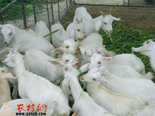 白山羊放养要注意些什么,三角洲白山羊养殖