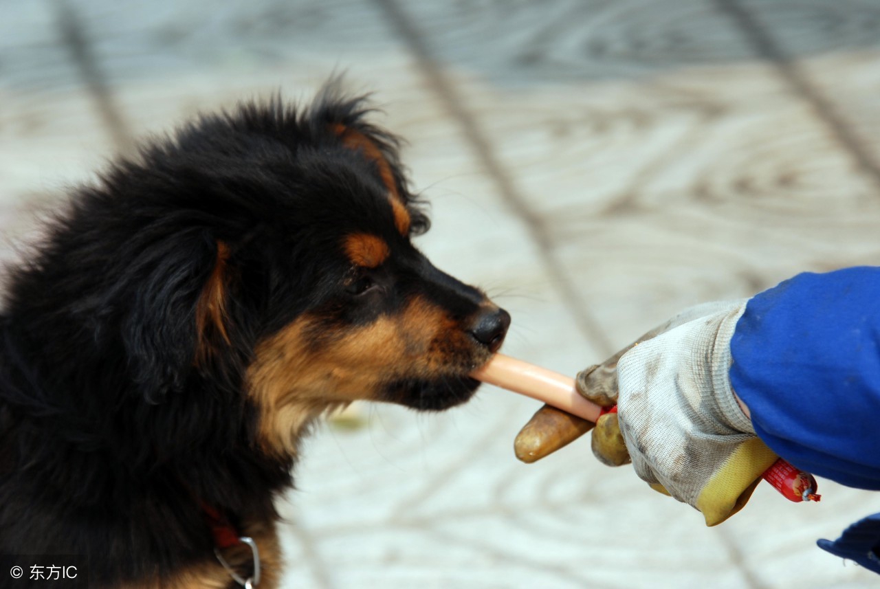 恐狂症与狂犬病的敏感区别,恐狂是什么