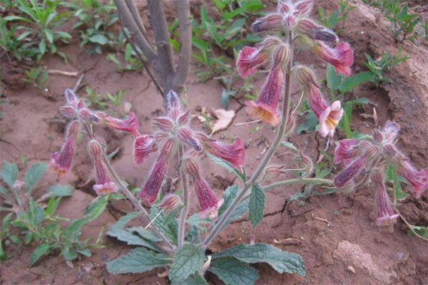 农村常见100种野花图片及名称,农村常见的50种野花名字