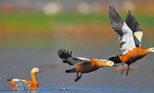 云南纳木错国家公园,云南昆明发现一个超大好玩的公园