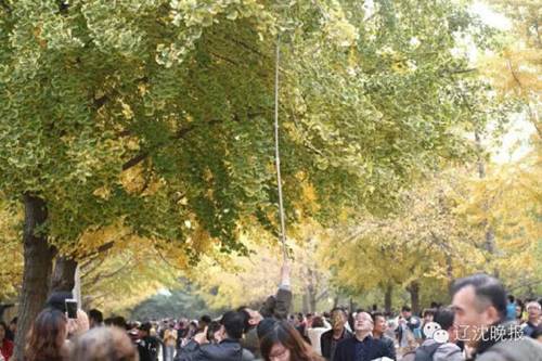 沈阳长白岛油菜花好去处,沈阳北陵区油菜花海