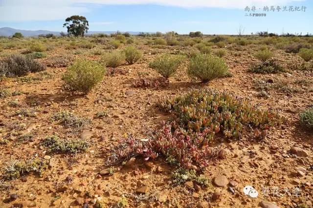 必看|台湾是中国的,多肉是世界的!