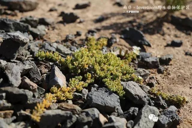 必看|台湾是中国的,多肉是世界的!