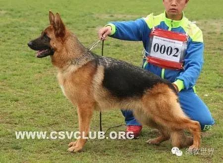 原创丽峰犬舍-VA11小杜的母亲在这里出生