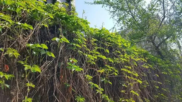 夏日乐悠最新视频,夏日乐悠游