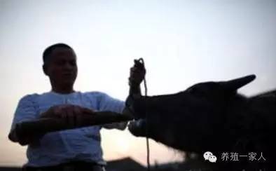 肉牛运输应激,肉牛运输注意哪些