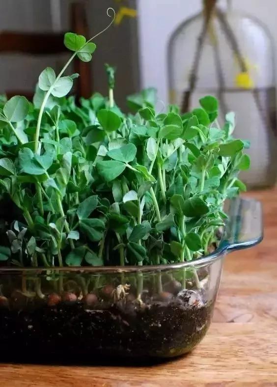 妈！咱家菜园里的鸡蛋发芽了