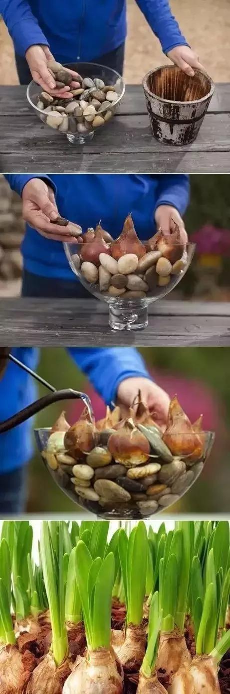 妈！咱家菜园里的鸡蛋发芽了