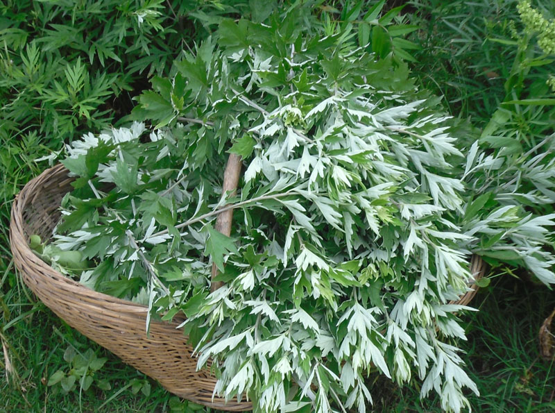 艾叶有没有中药效果,艾叶有暖宫的功效吗