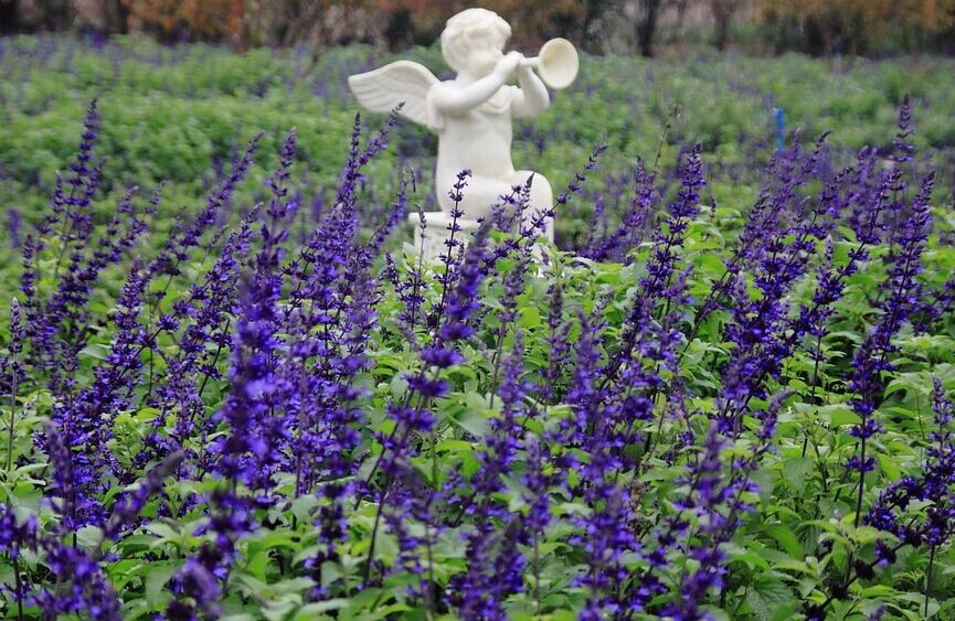 广州大热乡村旅游攻略,广州乡村游