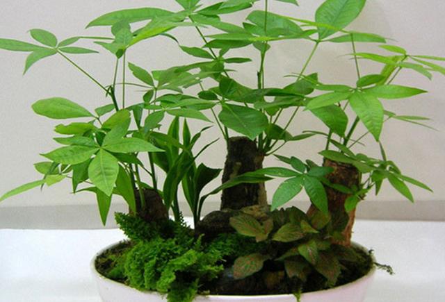 发财树的养殖方法与注意事项,发财树养殖方法和注意事项有哪些