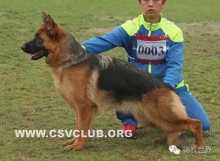 原创丽峰犬舍-VA11小杜的母亲在这里出生