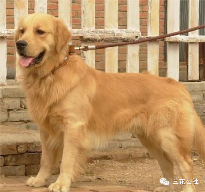 各种狗狗及其身价，狗迷们赶紧收藏起来