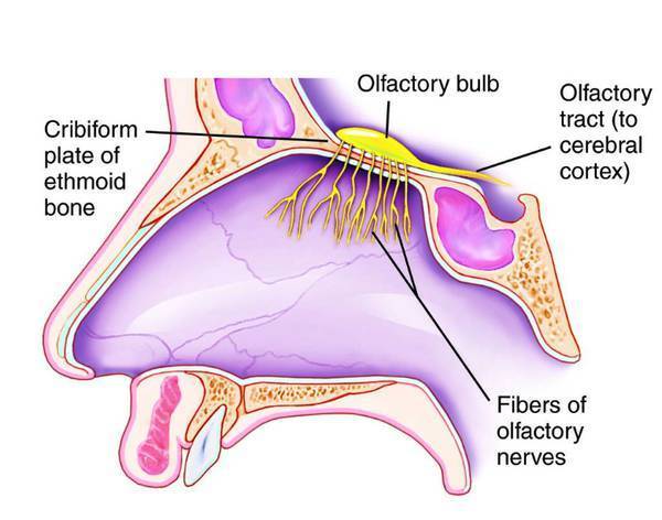 鼻子被堵住了吃不出味道,鼻子左右轮流堵塞吃东西没味道
