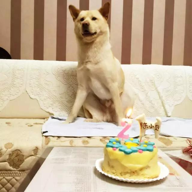 狗是唯一喜欢你的生物,狗是唯一爱主人胜过爱自己的动物