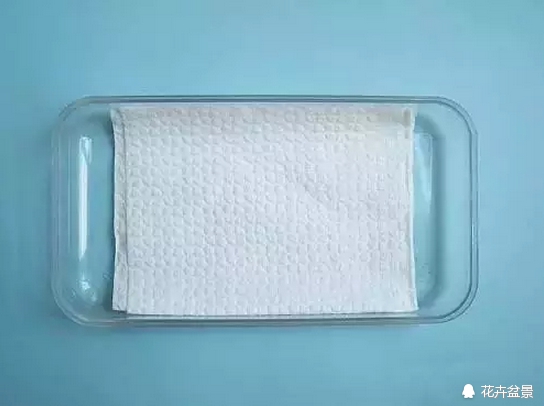 花种子催芽的常见方法有哪些,各种花种催芽方法