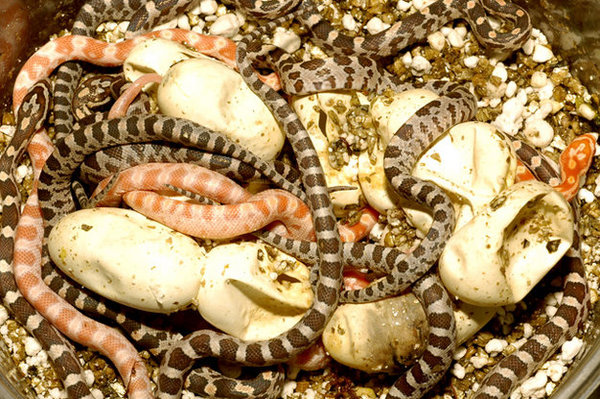 人工养殖蛇可以家养吗,人工喂养的蛇是不是犯法的