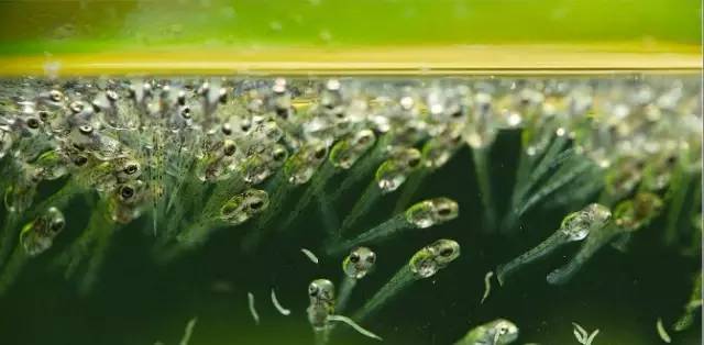 血脉奋“斗”历程--国斗繁殖实录(1)生命的起源