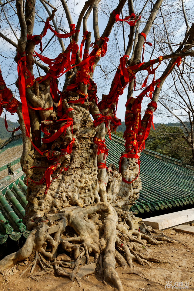 为什么古树都要拴红绳,往古树上拴红绳什么意思