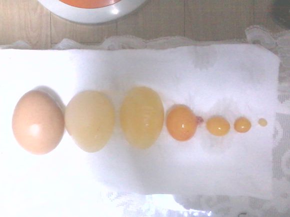 鸡蛋在蛋鸡体内的怎么形成的?